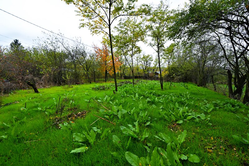 Lilieci, Sinesti, Judet Ialomita, Strada Dealului nr.1